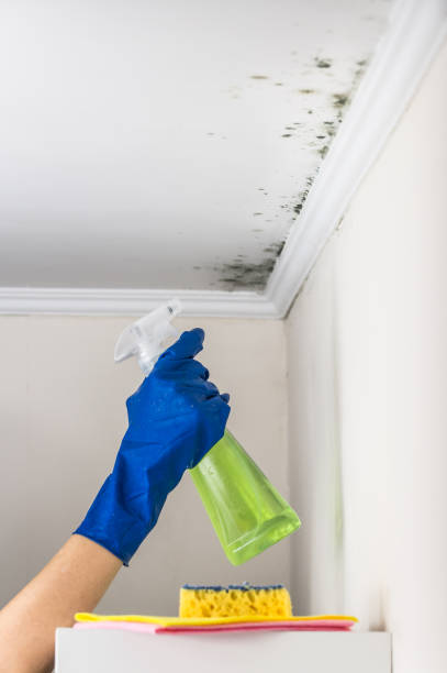 Best Mold Damage Repair  in Ringgold, GA