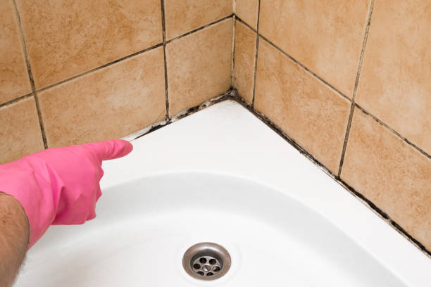Best Local Mold Removal Service  in Ringgold, GA